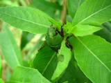 072602aodogane