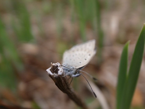 RES01554