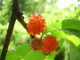 062802kozo