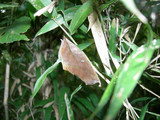 083101akebikonoha