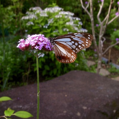 R0085258