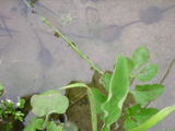 050901otamajakushi1
