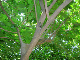 080901kiboshikamikiri