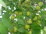 091101ginnan