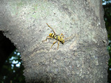 080902yotsusujitorakamikiri