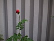 RIMG18087 ¥µ¥¤¥ºÊѹ¹