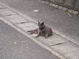 062001neko