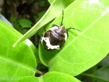 060501akasujikinkamemushi1