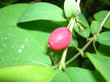 050206uguisukagura