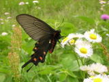 062007jakoagehaseichu