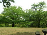043001nango