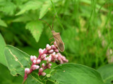 072802himeharikamemushi