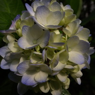 RIMG46895