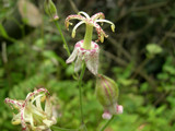 082902yamajinohototgisu