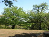 s1101nangosakura