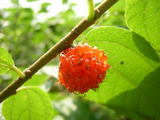 062801kozo