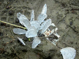 080302rurishijimi