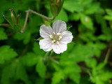 082901gennoshouko