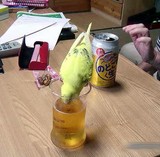 インコのピーコちゃん ビール