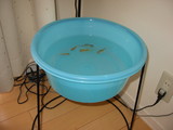 金魚鉢