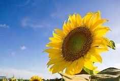 暑い熱い夏がやってきまんがなの巻