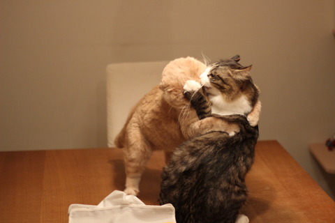 こんにゃろっ