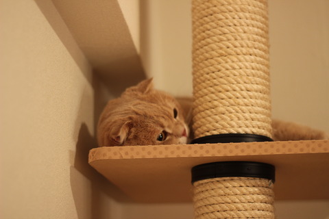 一人がいいの