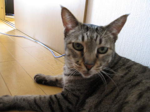 みみです。