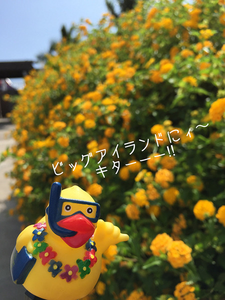 15082910