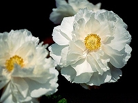 61c1eb75.jpg