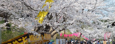 hanami20120421