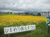 ひまわり