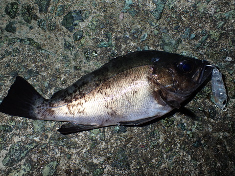 P4170353