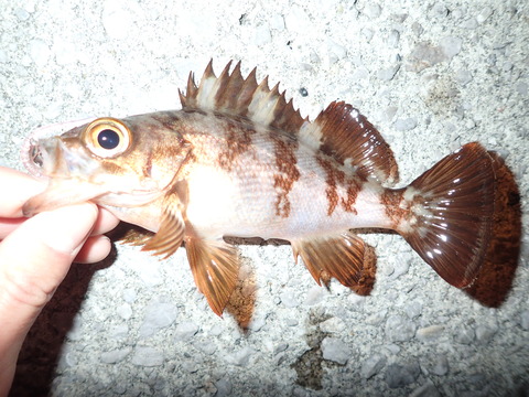 P2251544