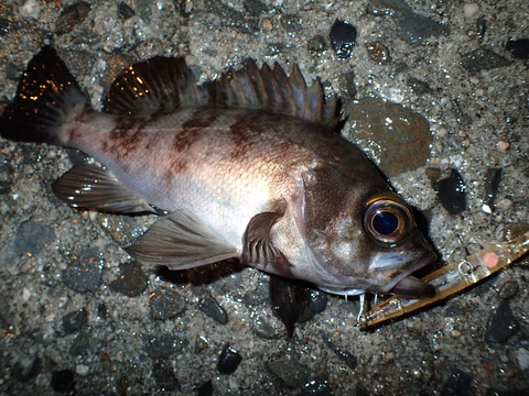 P4301717