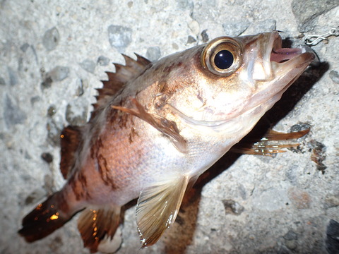 P3051606