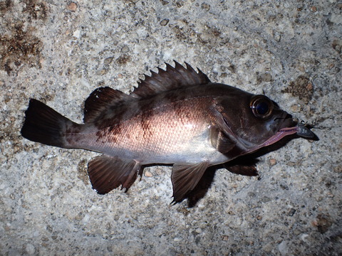 P3051605