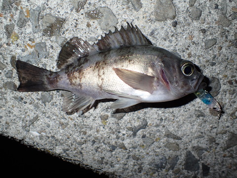 P3061616