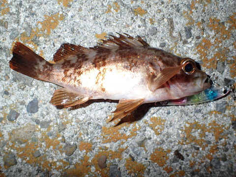 P3061615