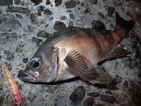 PC061333