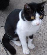 猫のクソ小路の猫。