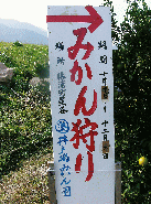 みかん狩り?