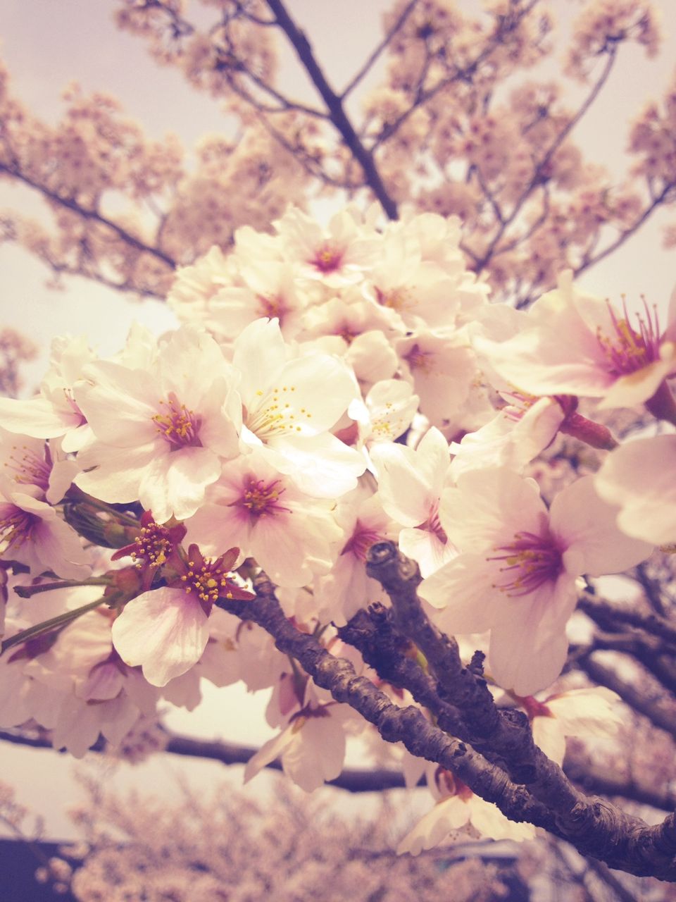sakura2