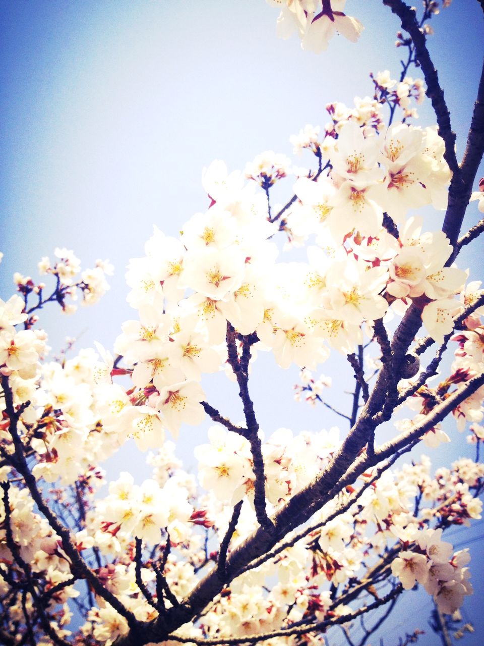 sakura1