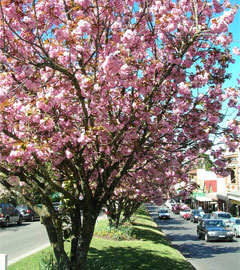 leura-mall-spring-blossom