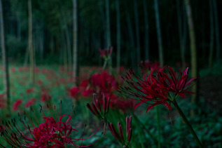SDIM9907_lx