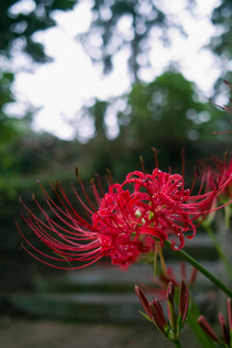 SDIM9917_lx
