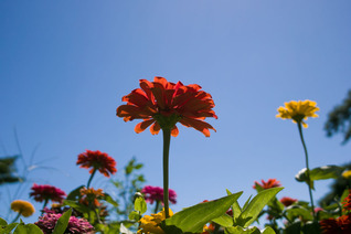 SDIM9746_lx