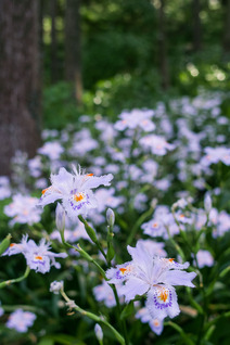 SDIM9474_lx-2