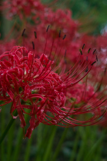SDIM9893_lx-2